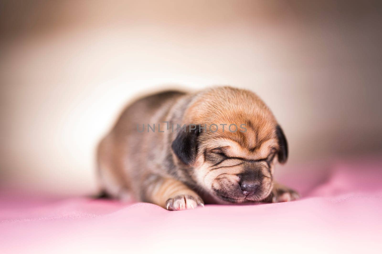 The dogs sleep, animals concept