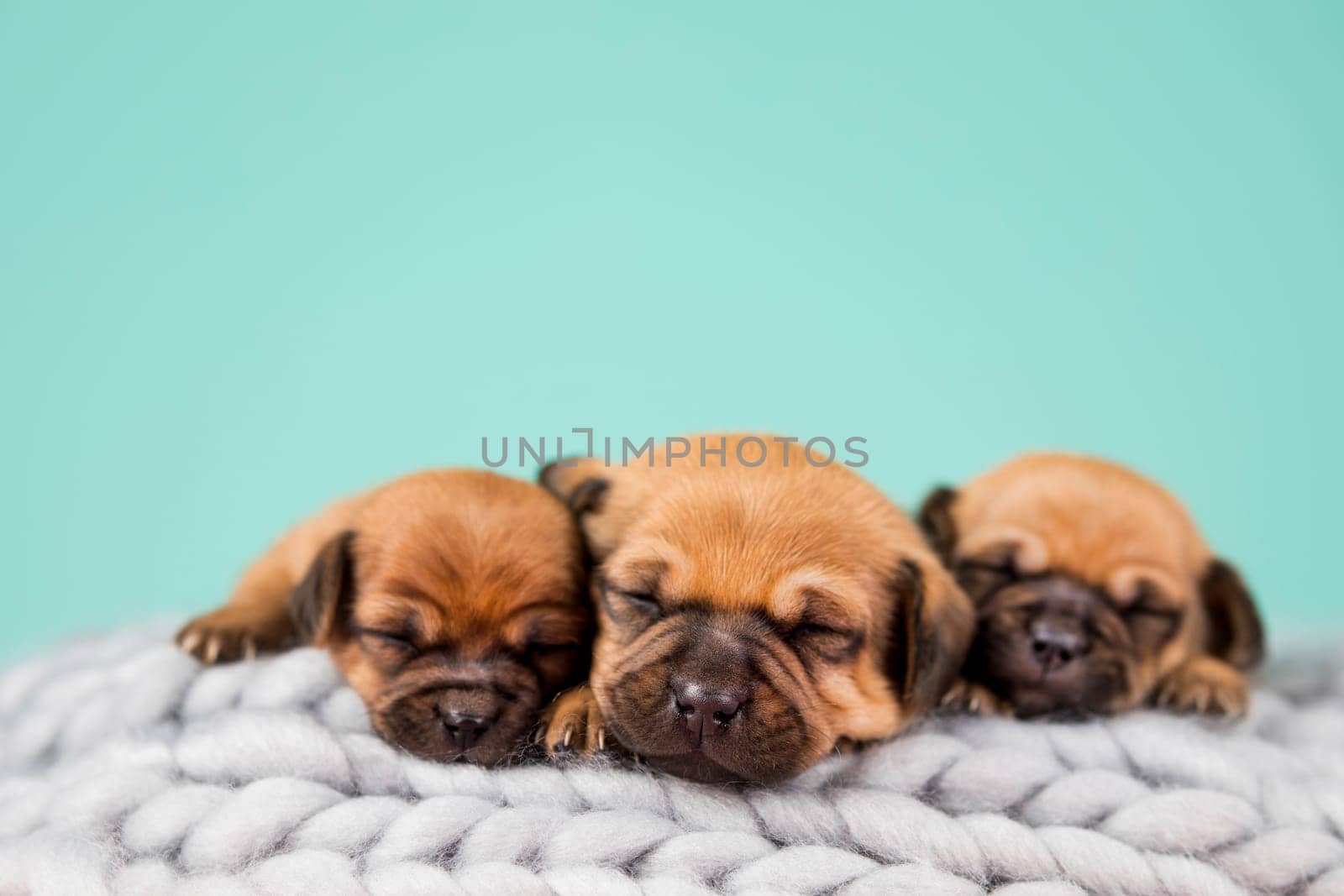 Dogs on a sleeps on a blanket