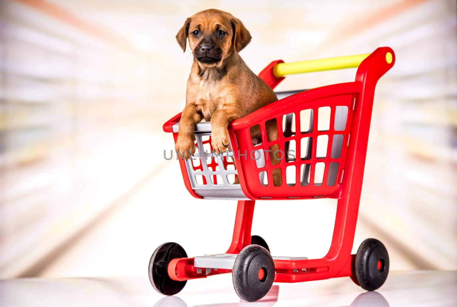 A dog in a shopping cart