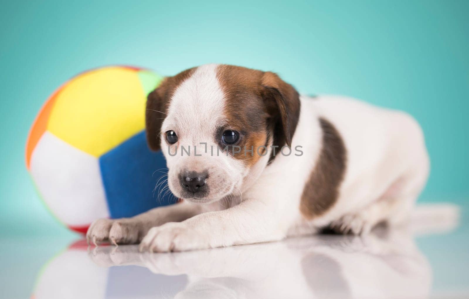 A happy puppy is playing with a ball