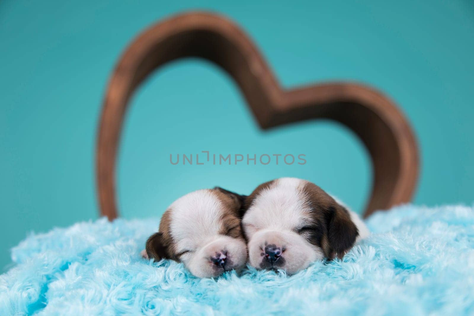 Love dogs in are sleeping