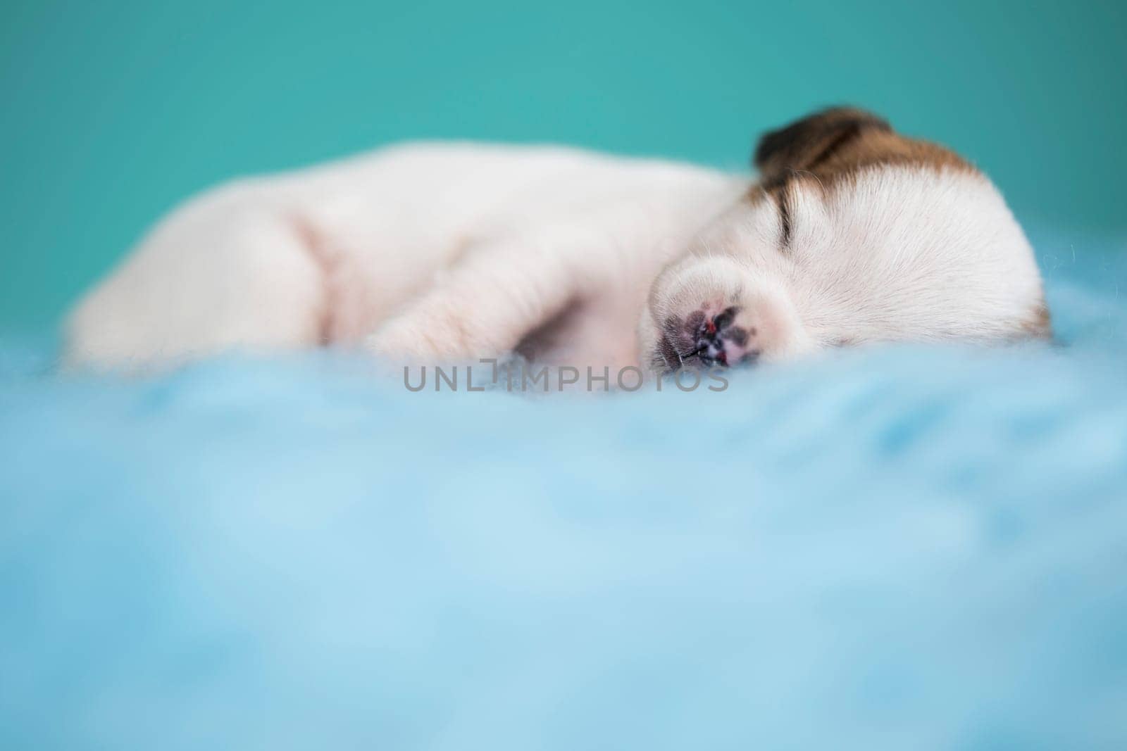 Little cute puppies are sleeping on a blanket