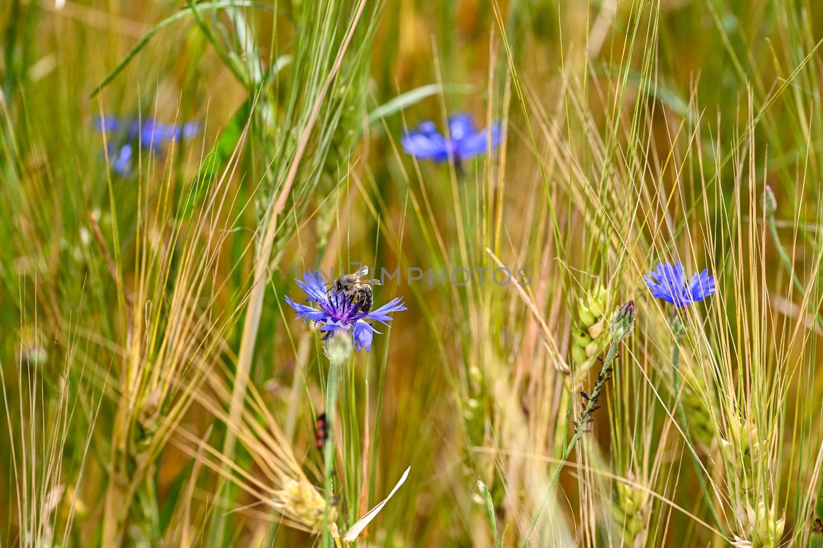 A bee on a cornflower in the cornfield, with blurred aphids on the stem