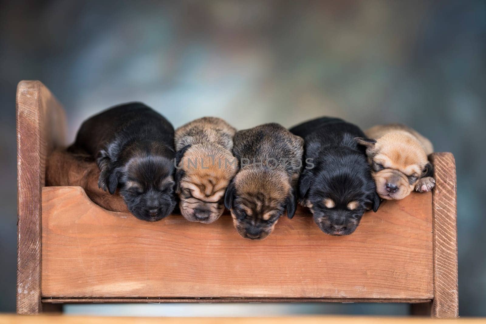 Little puppies sleeping in bed