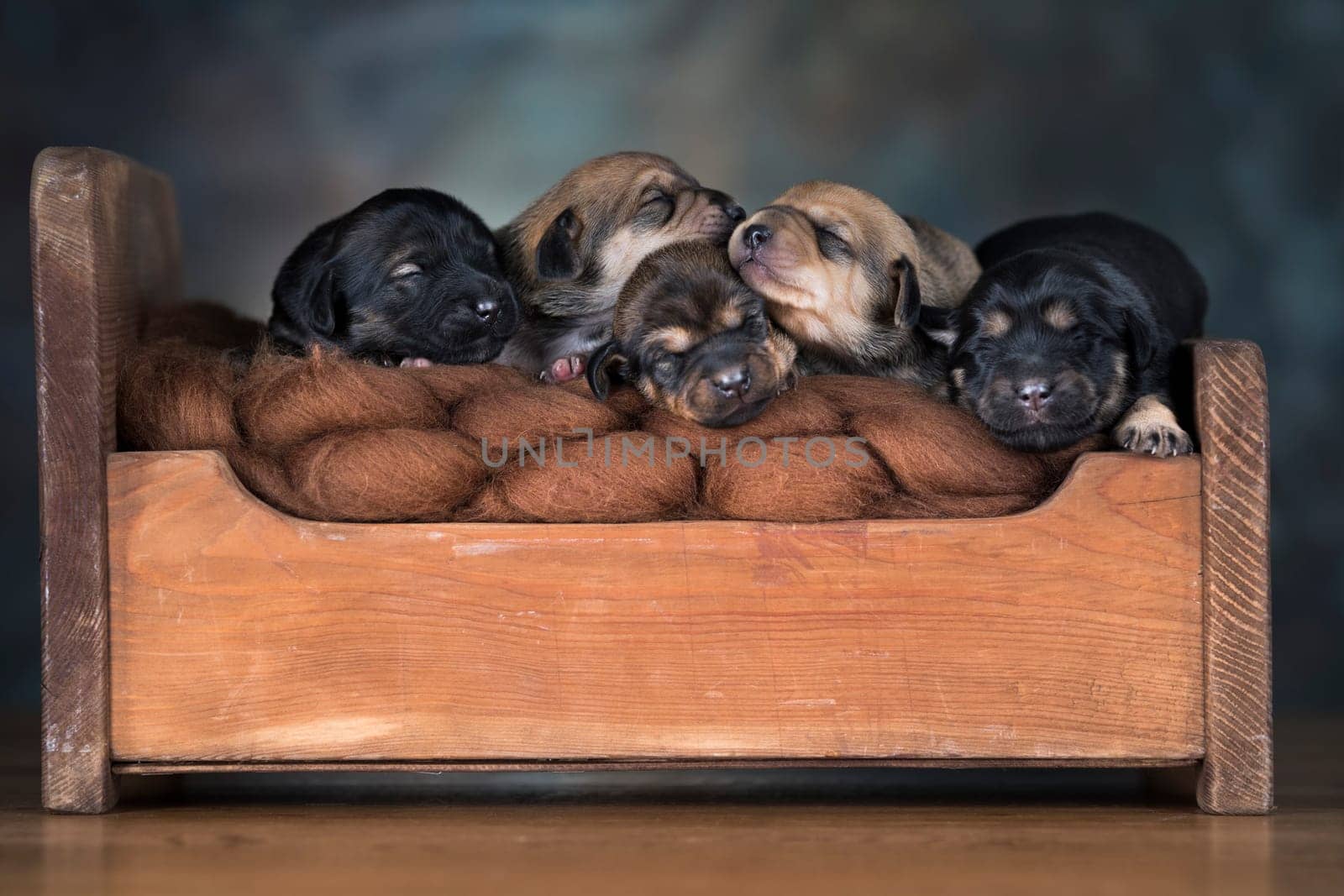 Dogs sleep on a small wooden bed