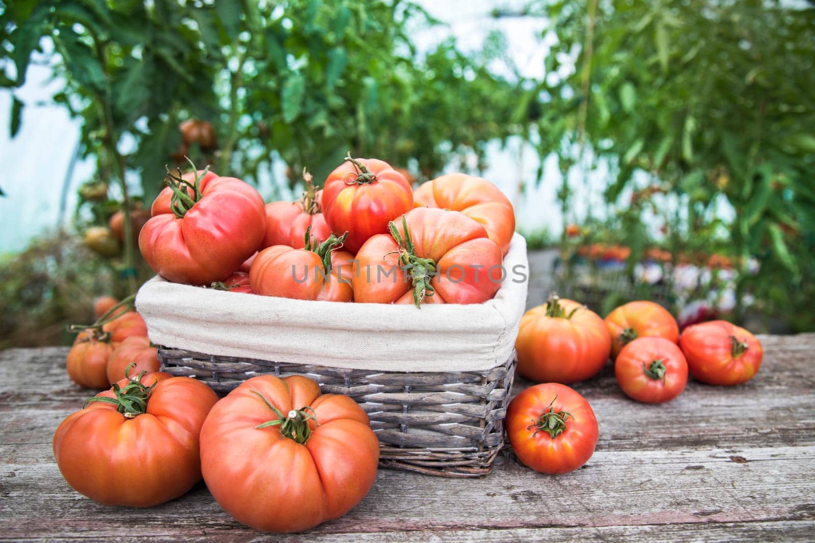 Tomatoes vegetable garden, organic products