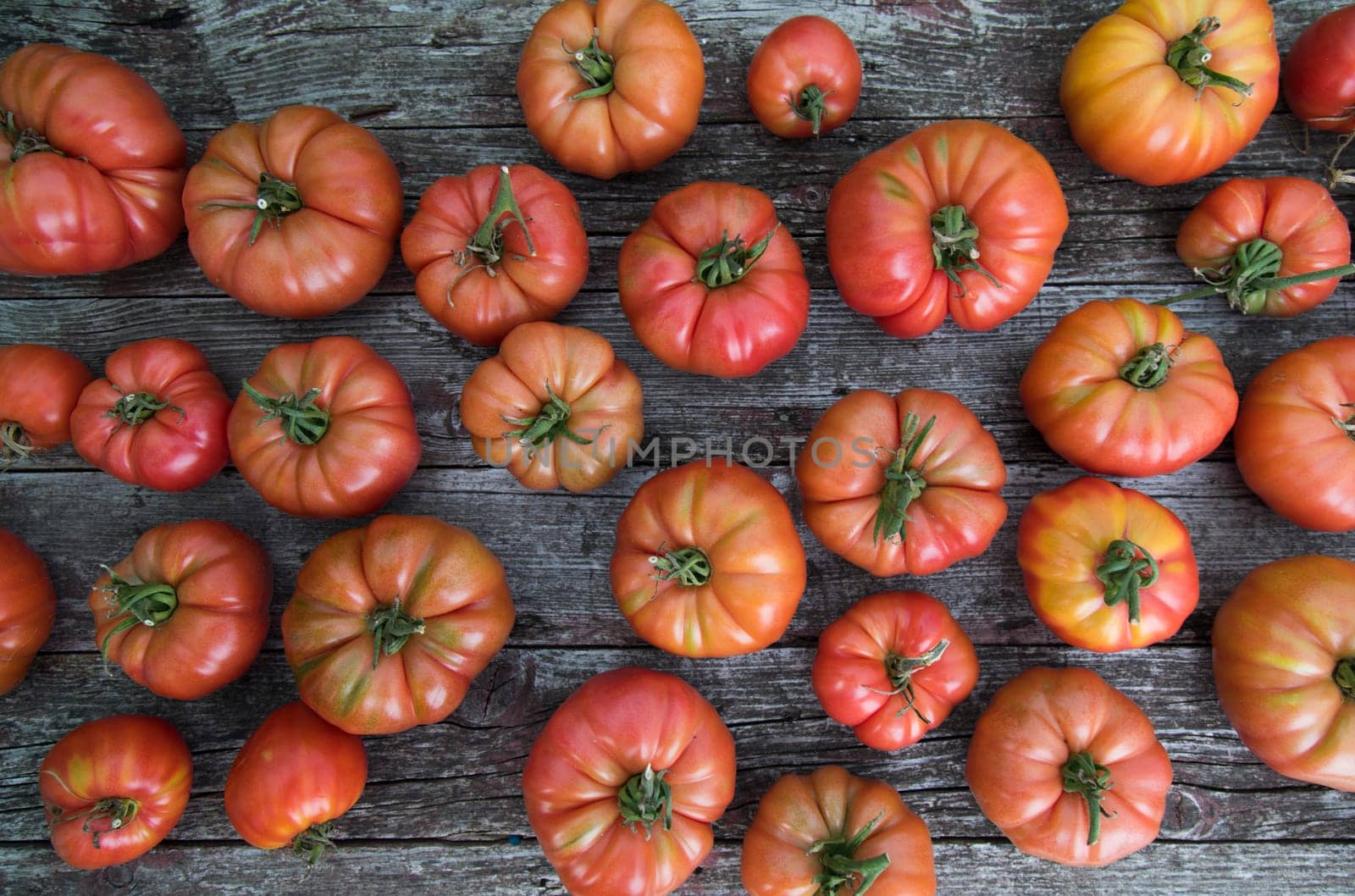 Tomatoes vegetable garden, organic products