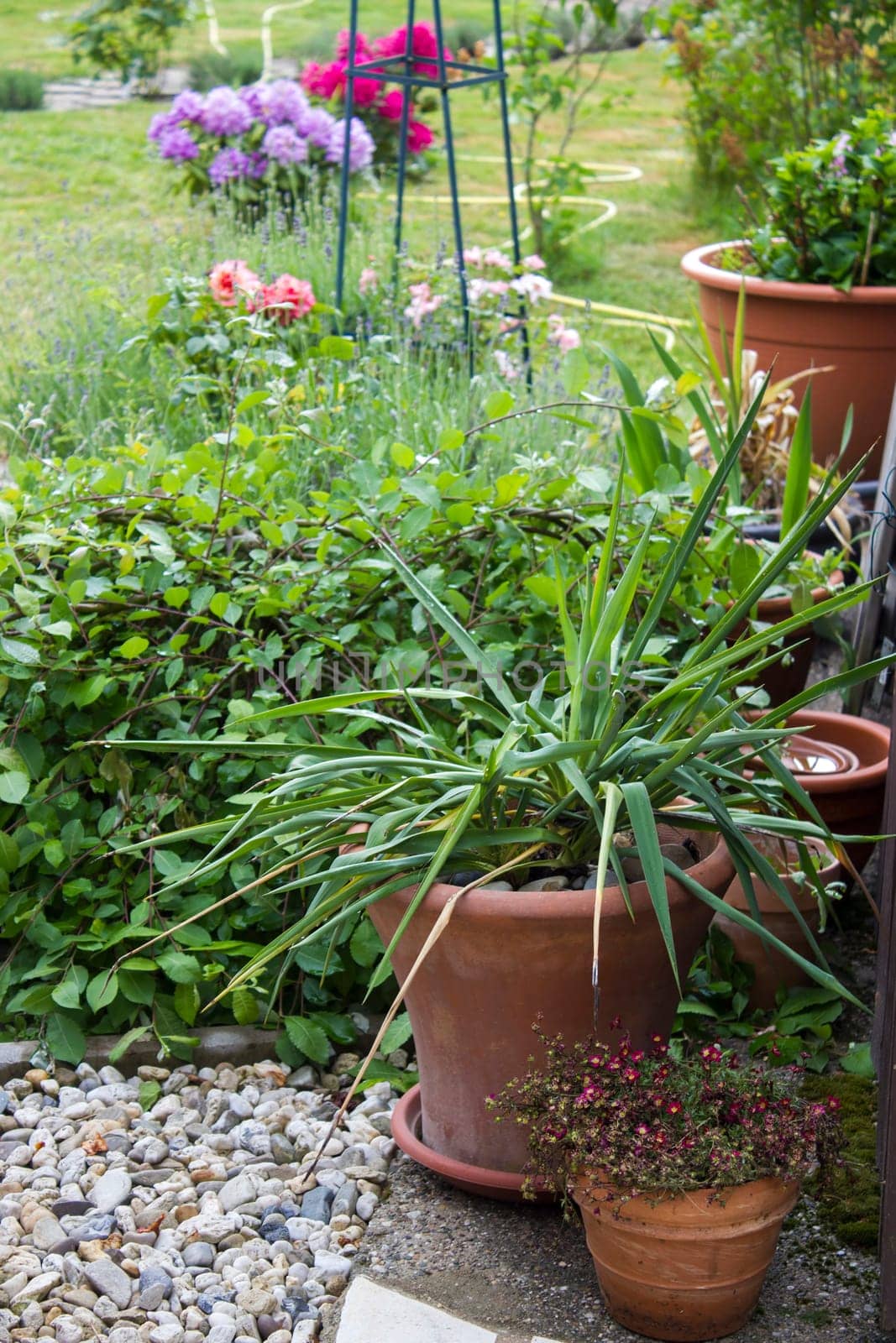 rustic garden -  blooming flowers in clay pots