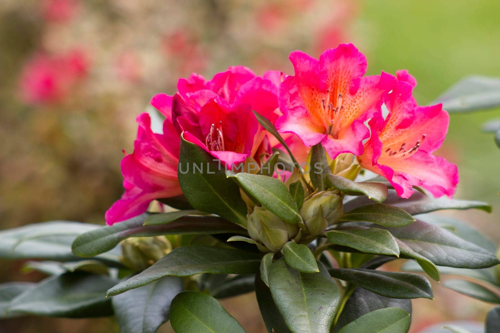 Blooming red rhododendron flowers in a garden