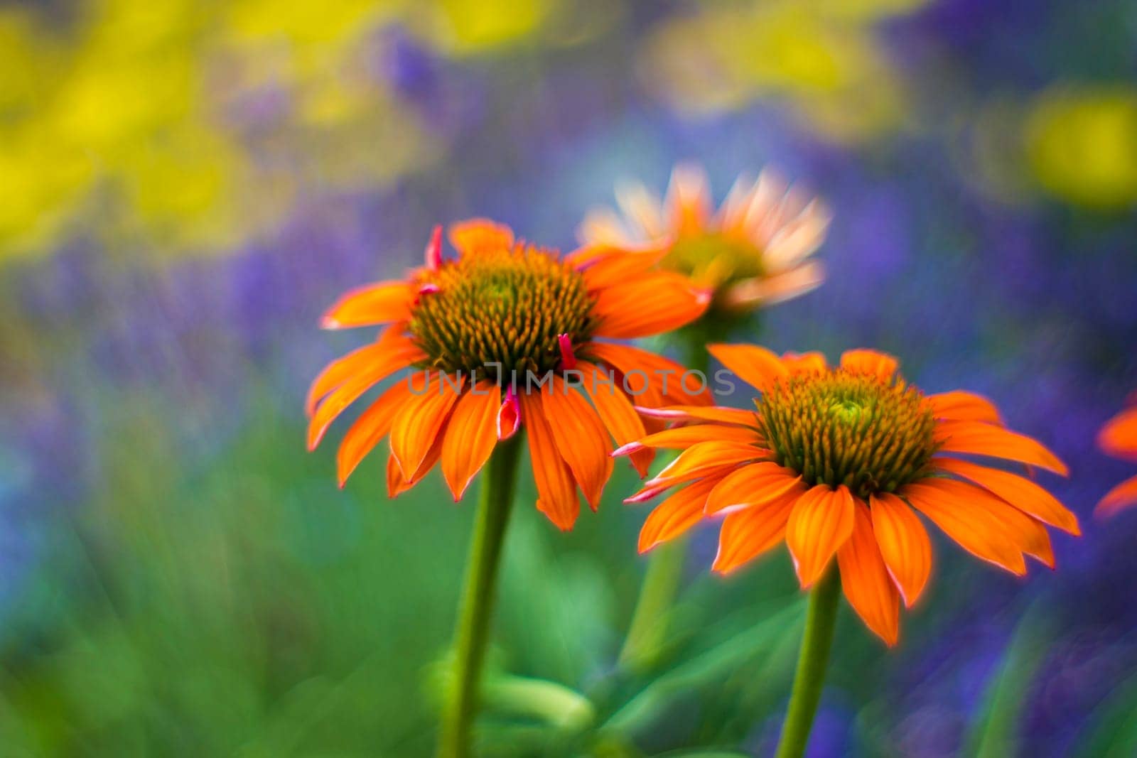 echinacea - coneflowers in the garden - abstrackt background