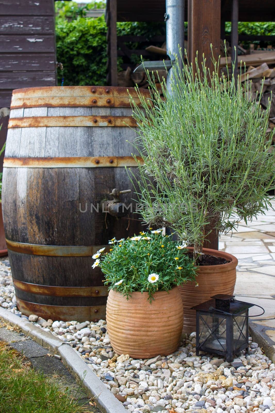 rustic garden -  green plants and rain barrel