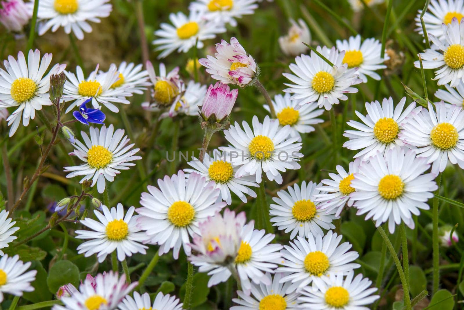 blooming daisies flowers in the garden - close up