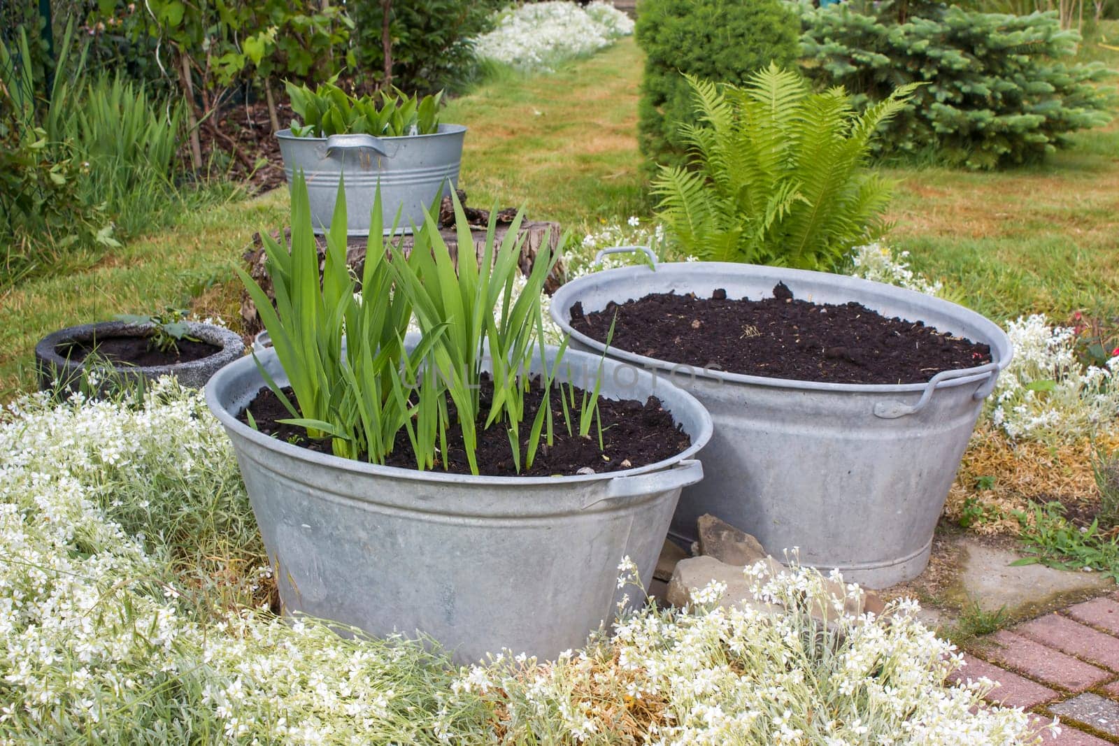 rustic garden -  plants in tin tubs and fern