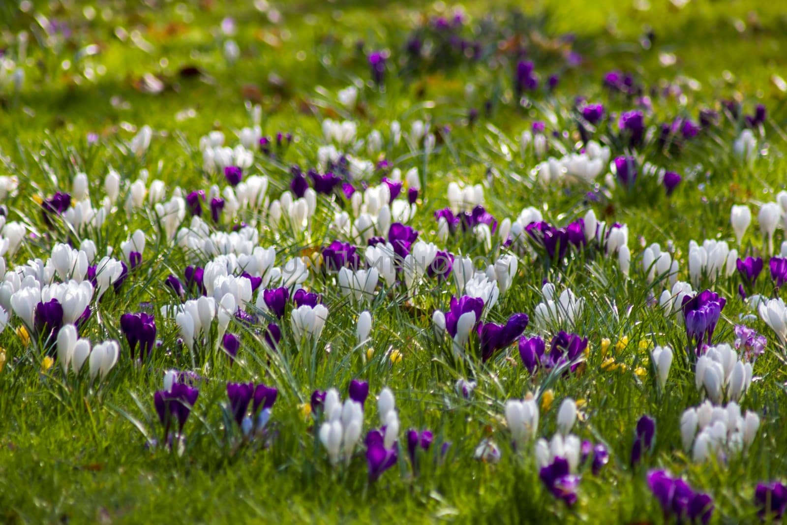 crocus flowers in a garden - fresh spring flowers