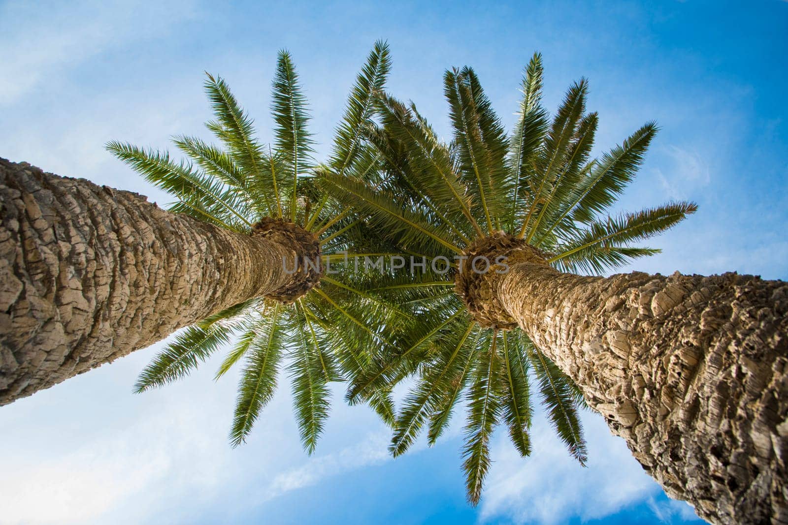 Low angle view on two palm trees shot directly into the sun.