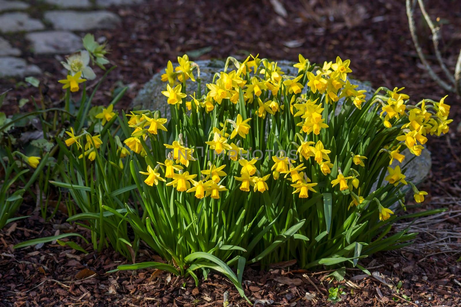 The daffodil, Narcissus pseudonarcissus, yellow narcissus flowers in a park, springtime