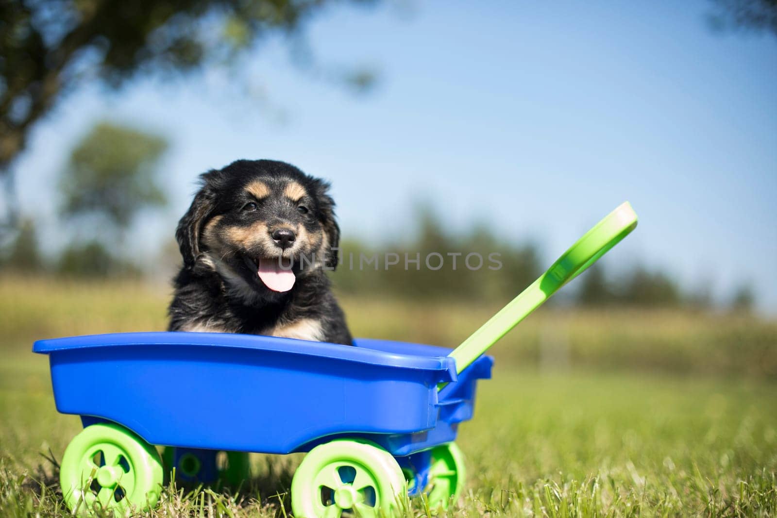 Beautiful little puppies in a toy wagon on the grass