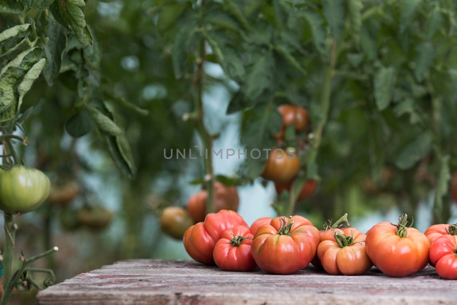 Vegetables, tomatoes on wooden desk