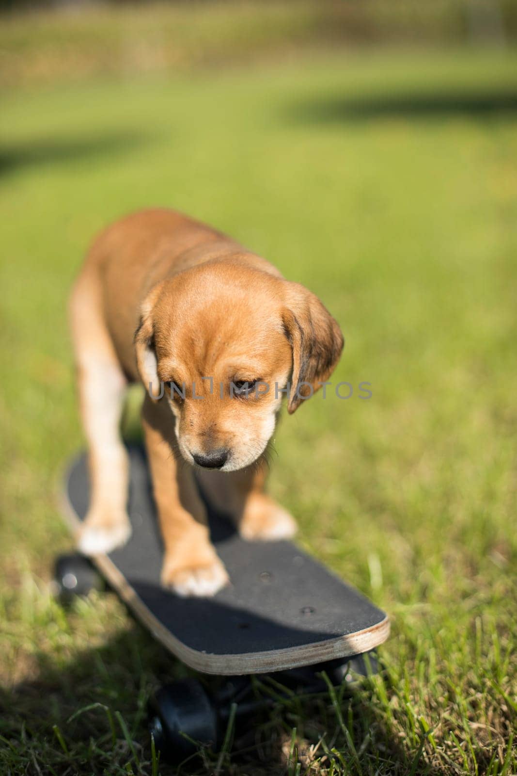 The dog is riding a skateboard on the grass