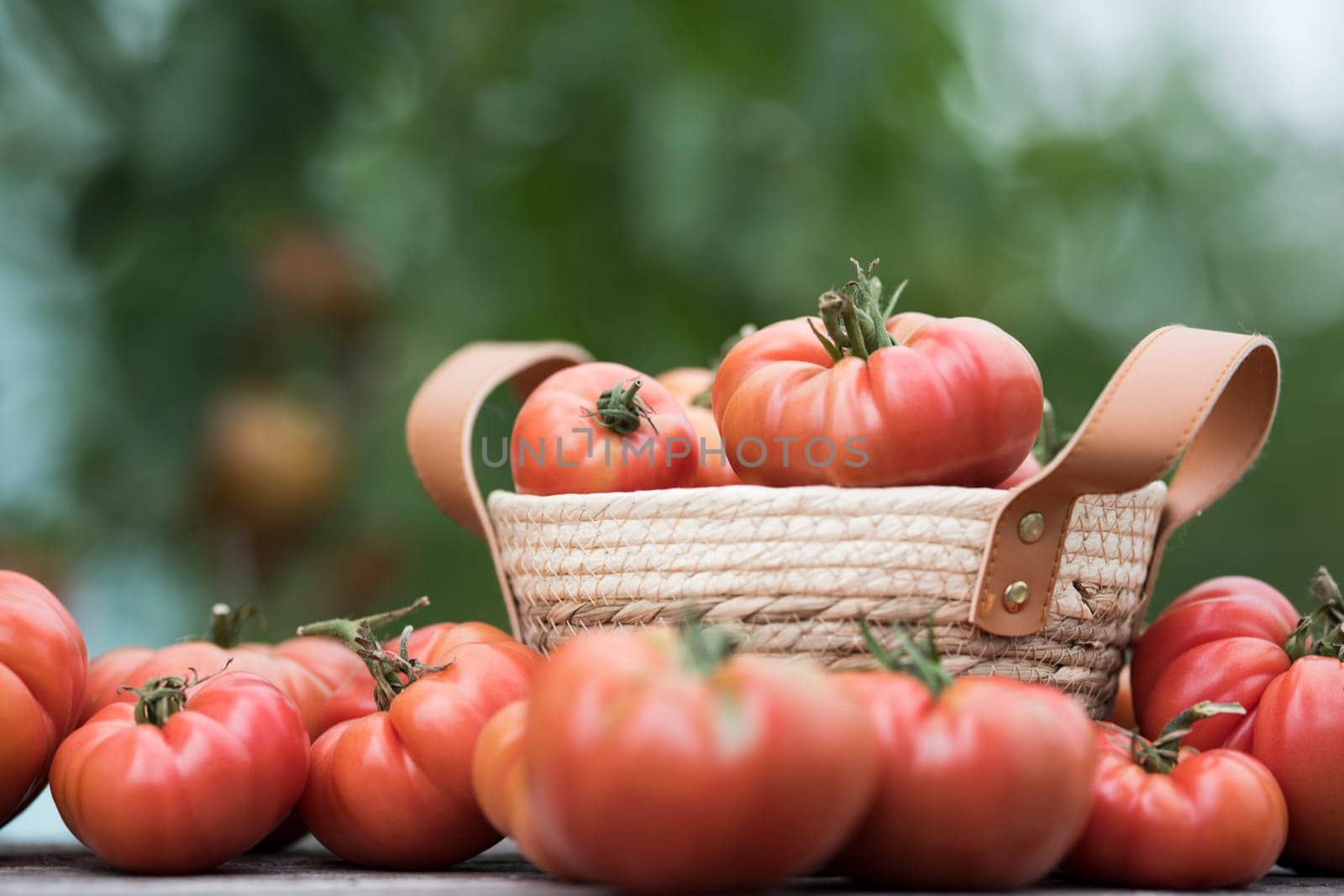 Red Tomatoes in a Greenhouse, organic food