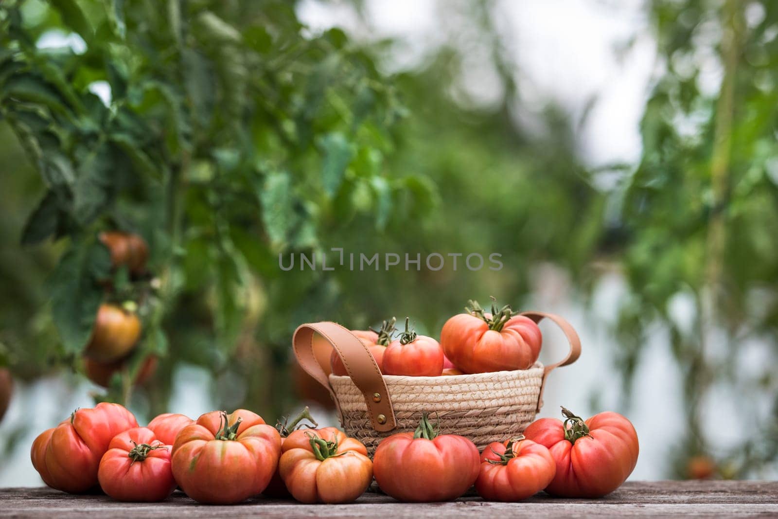 Vegetables, Tomatoes,  on desk in garden