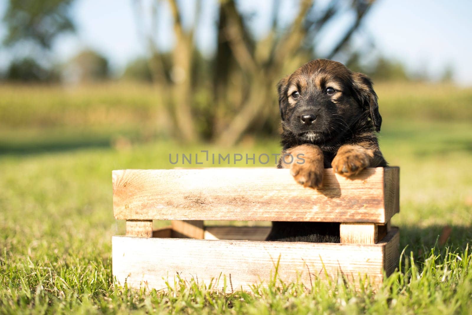 A happy puppy dog a wooden crate on the grass
