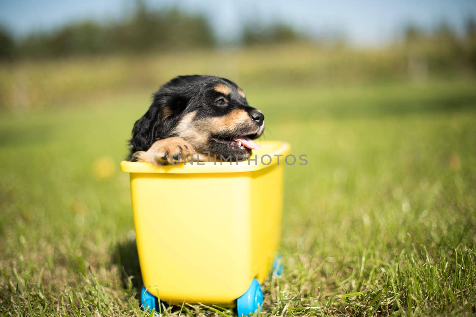 Little dog in a toy wagon on the grass