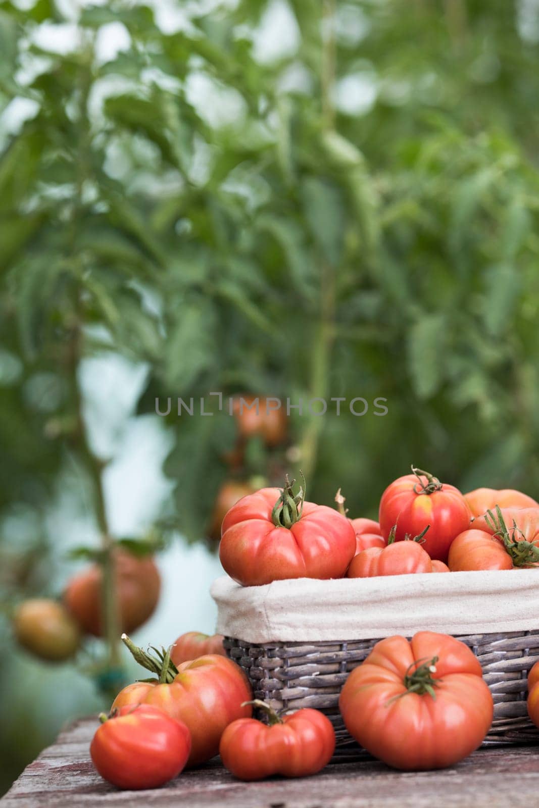 Vegetables, tomatoes on wooden desk