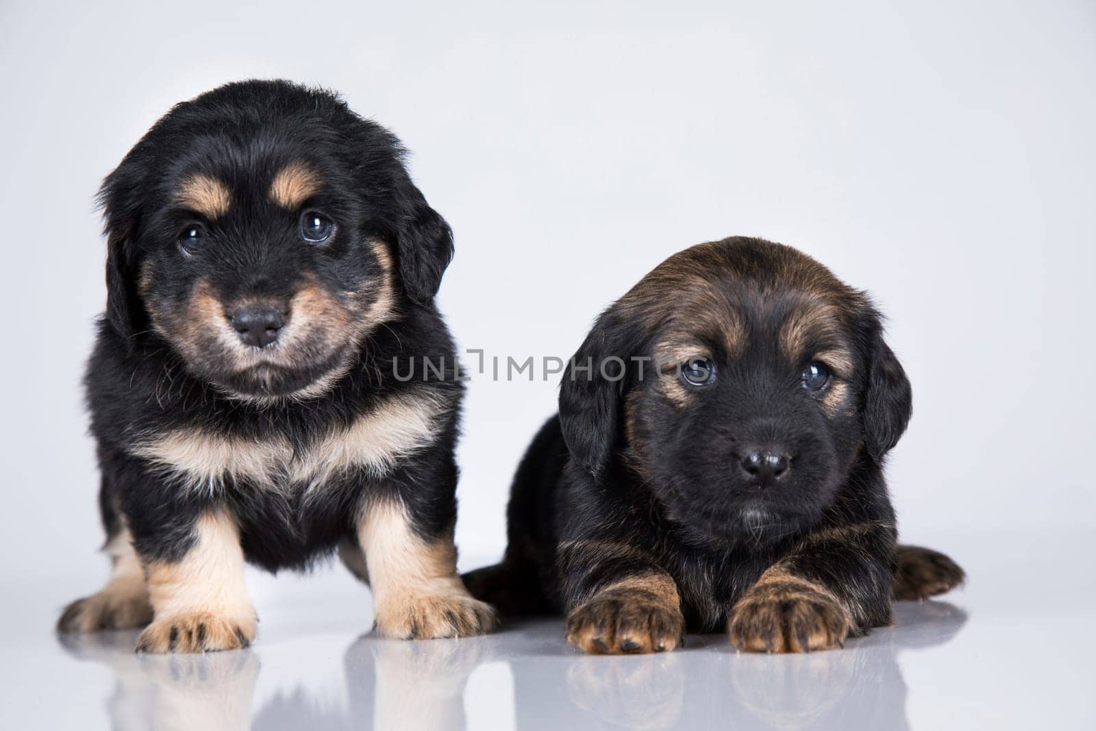 A beautiful little dog on a white background