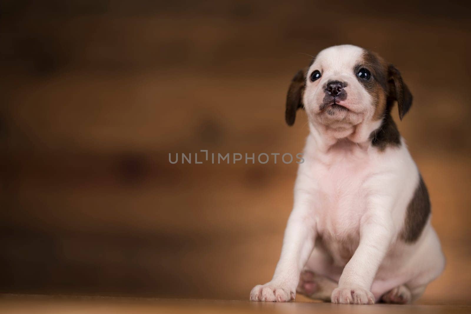 Puppy dog on a wooden background