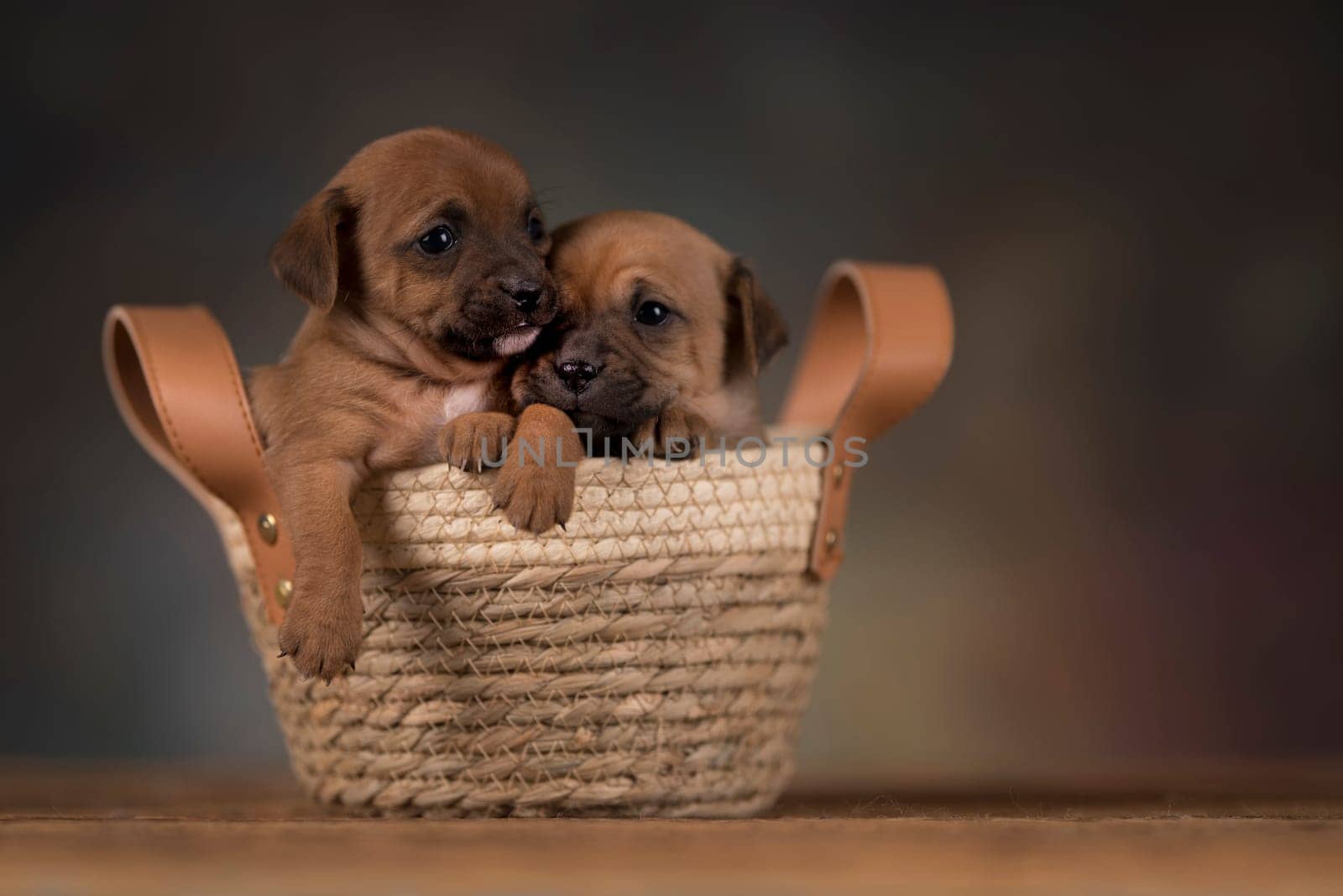 Dogs in a wicker basket