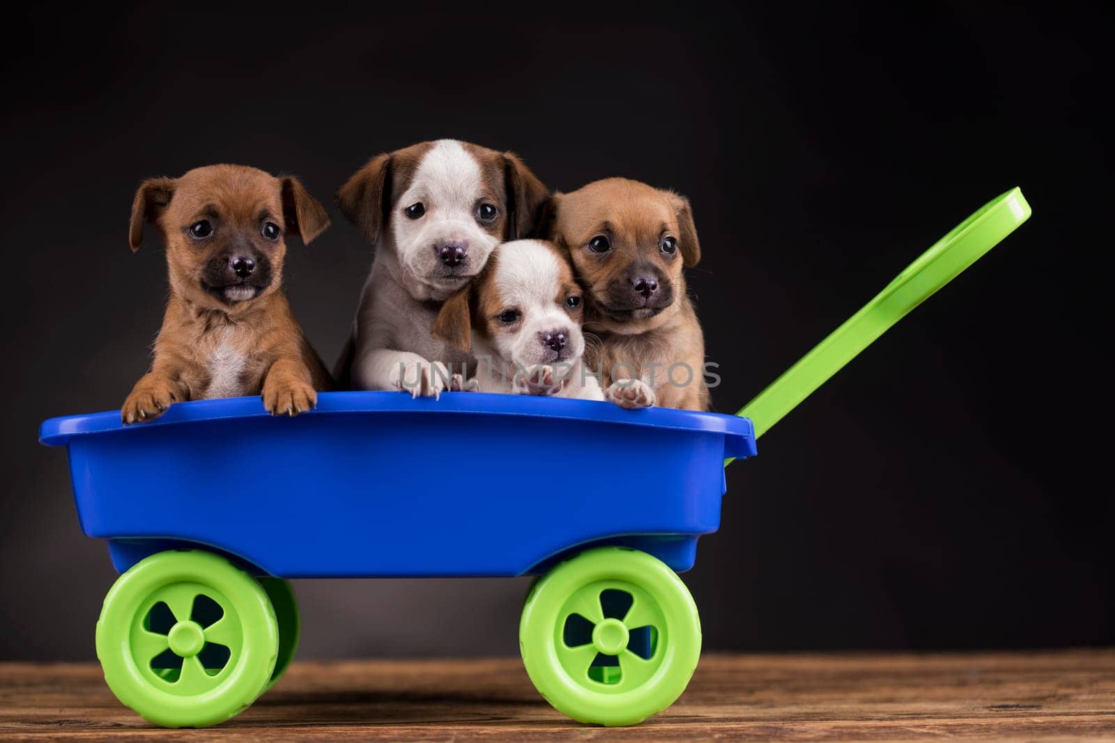 Beautiful little puppies in a toy wagon