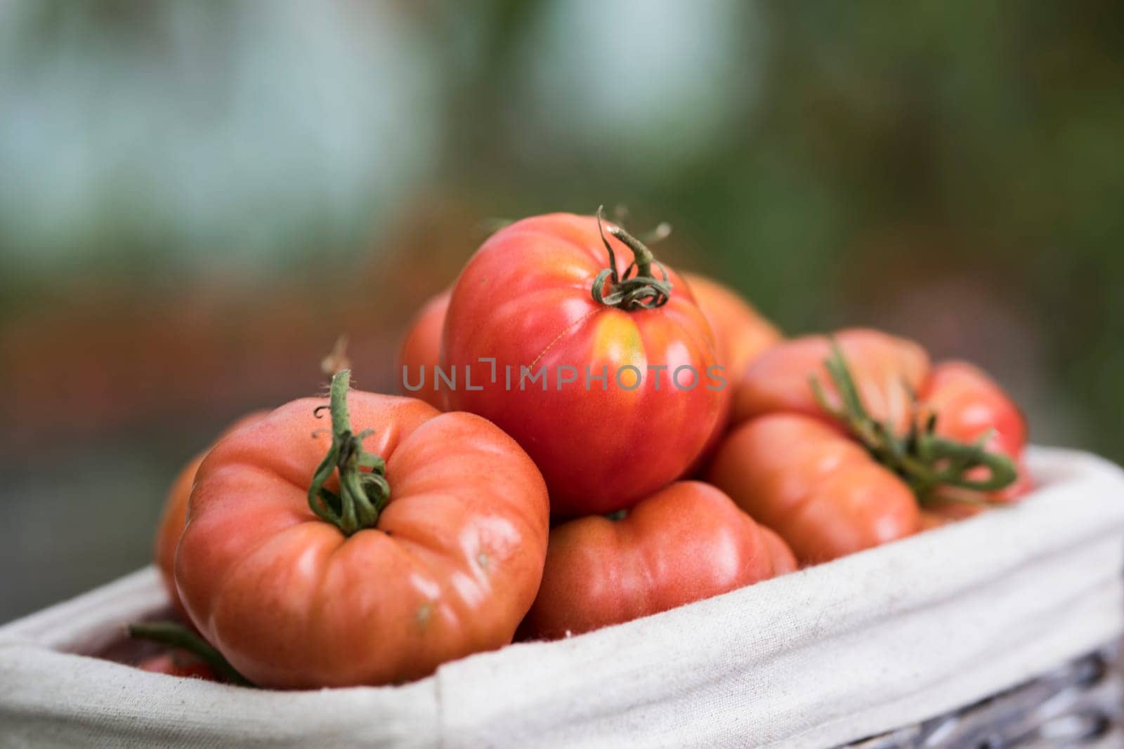 Tomatoes vegetable garden, organic products