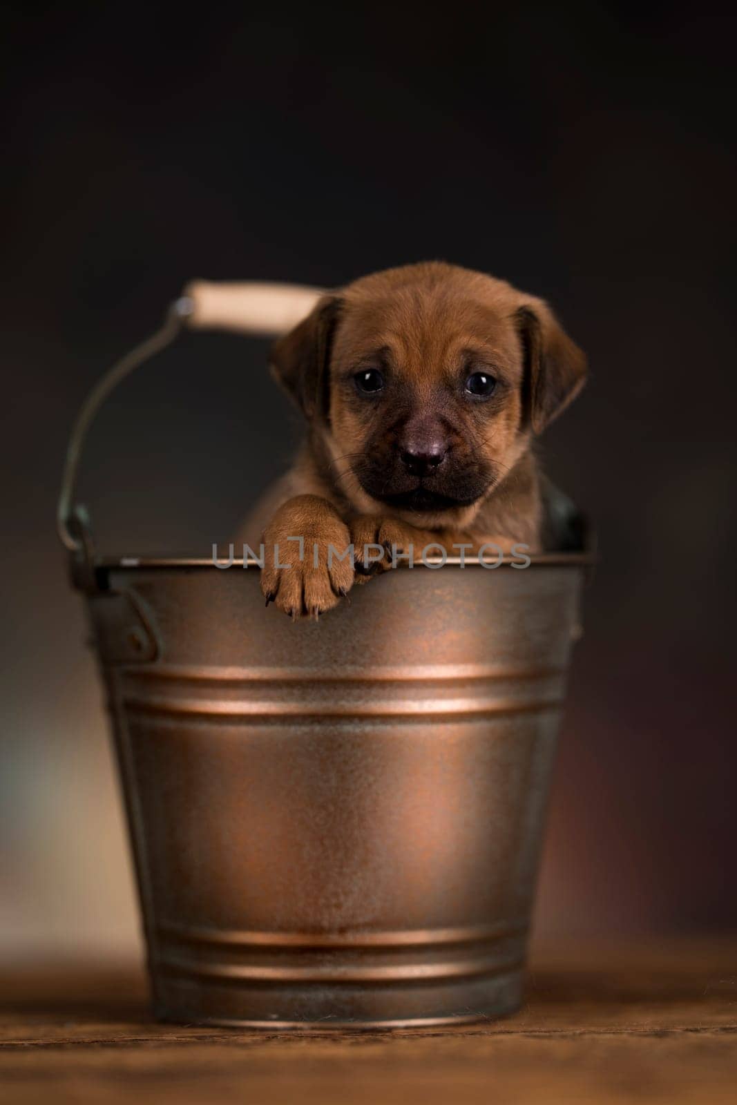 A small dog in a metal bucket