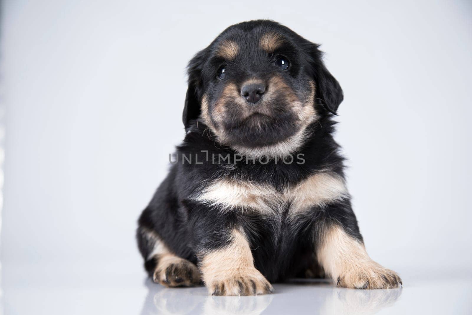 Little dog on a white background