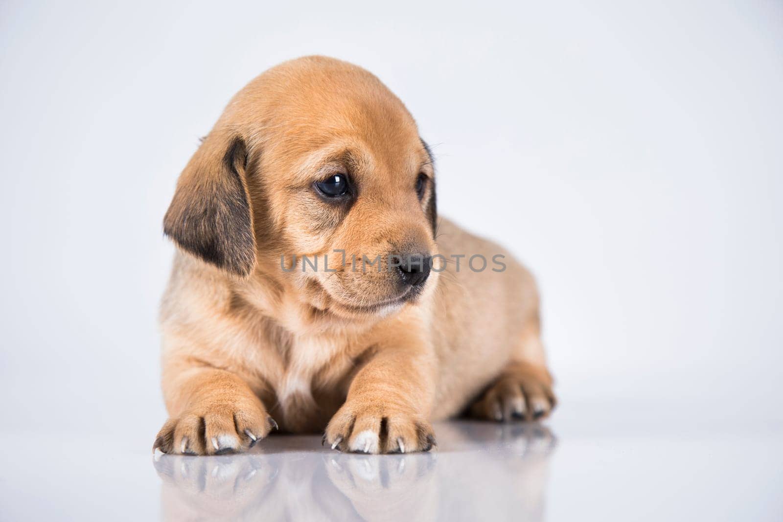 Little dog on a white background