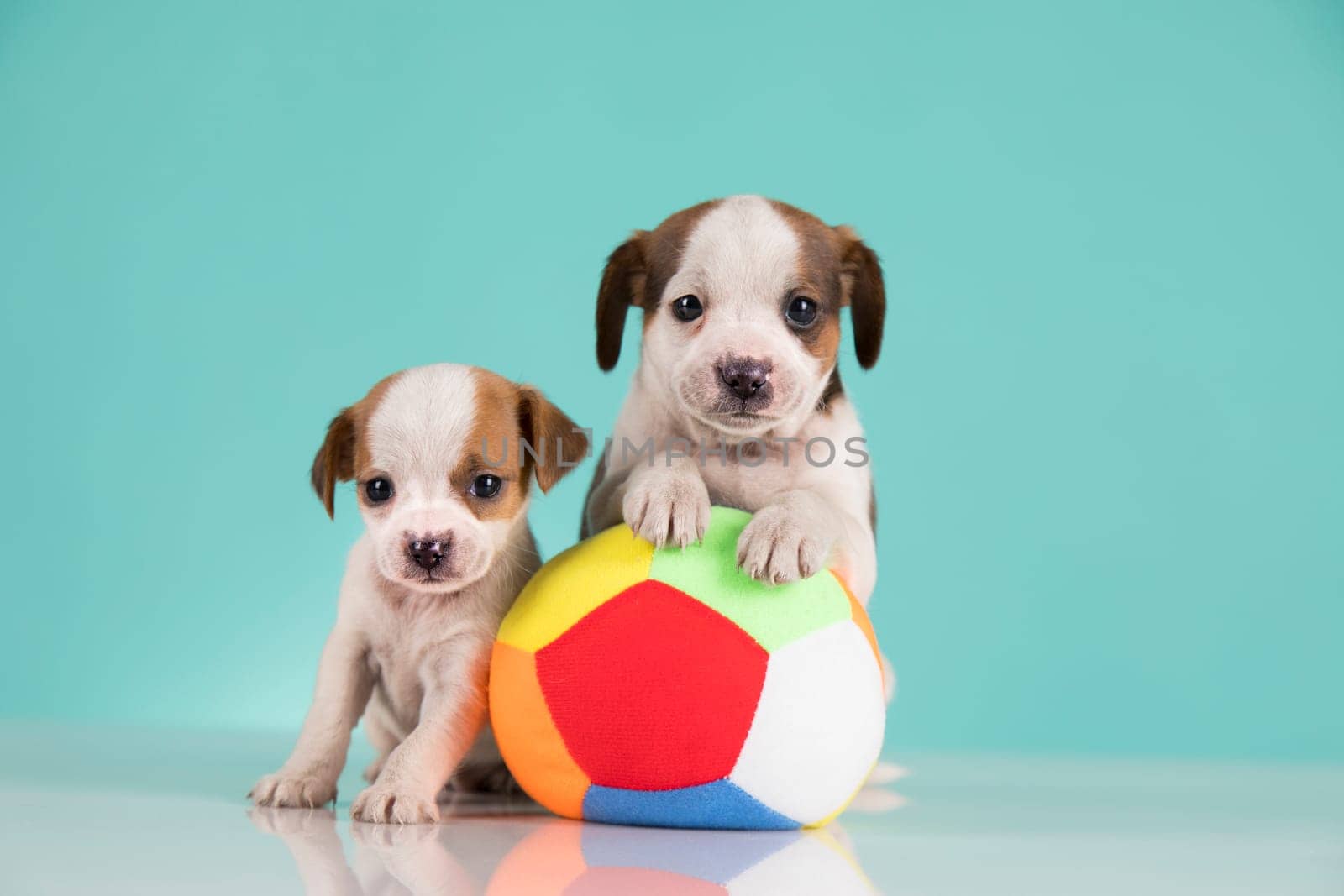 A happy puppy is playing with a ball