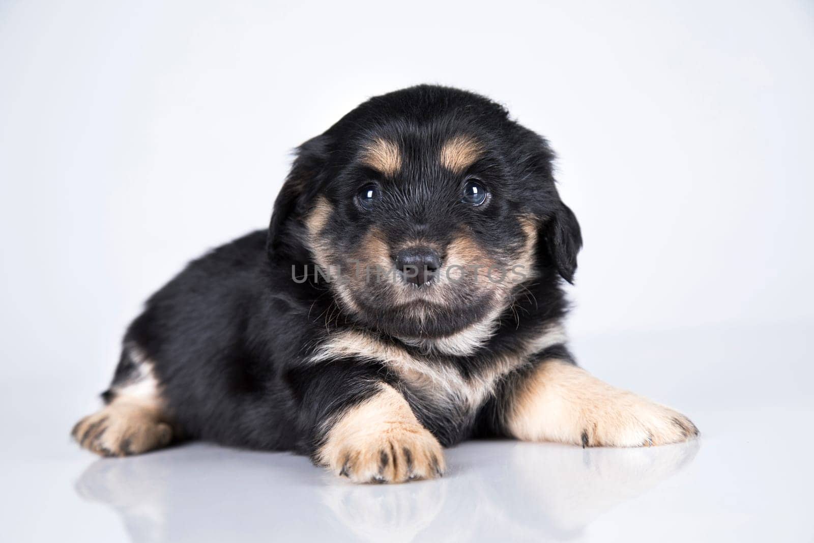 A small dog on a white background