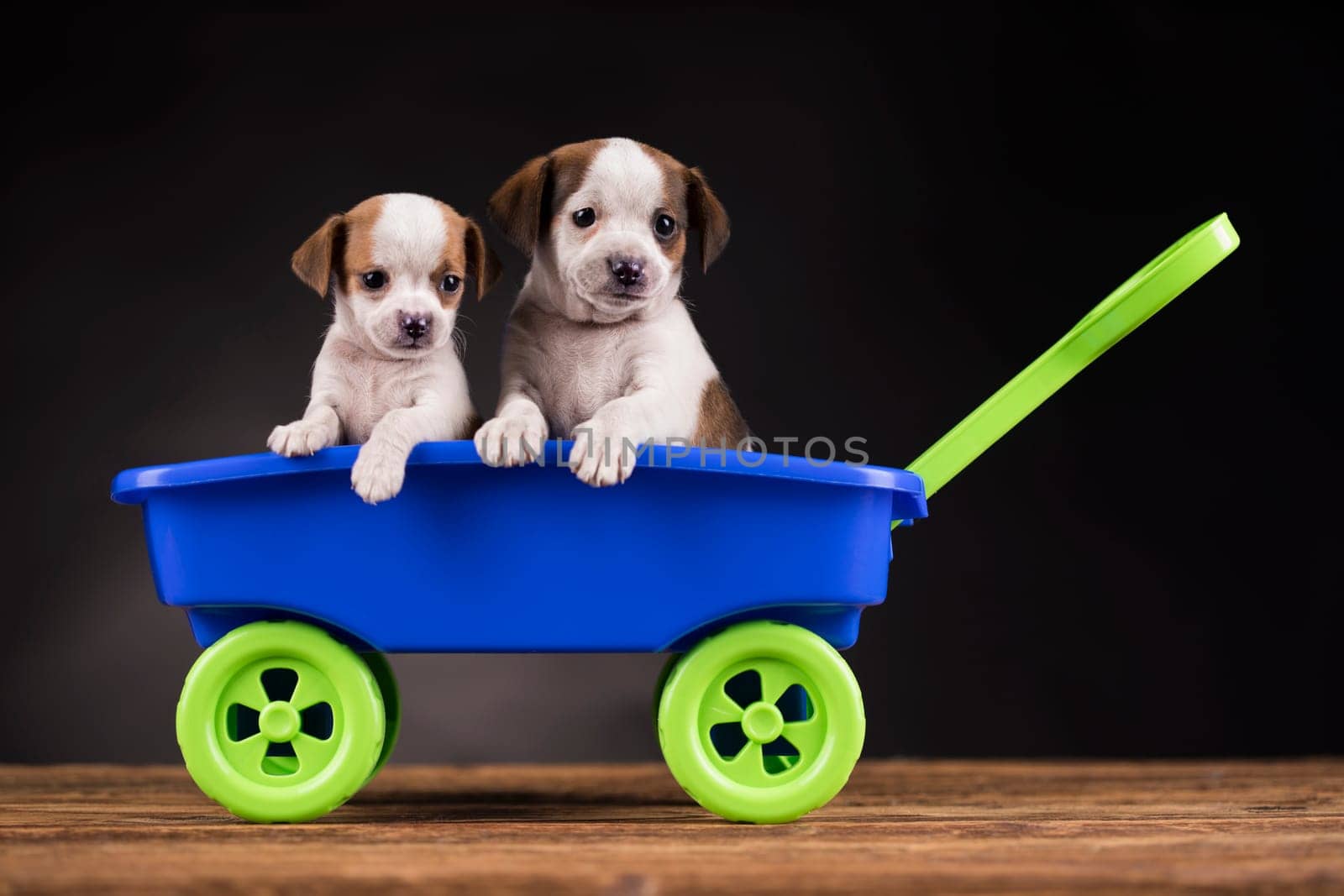 Cute doggies in a toy wagon
