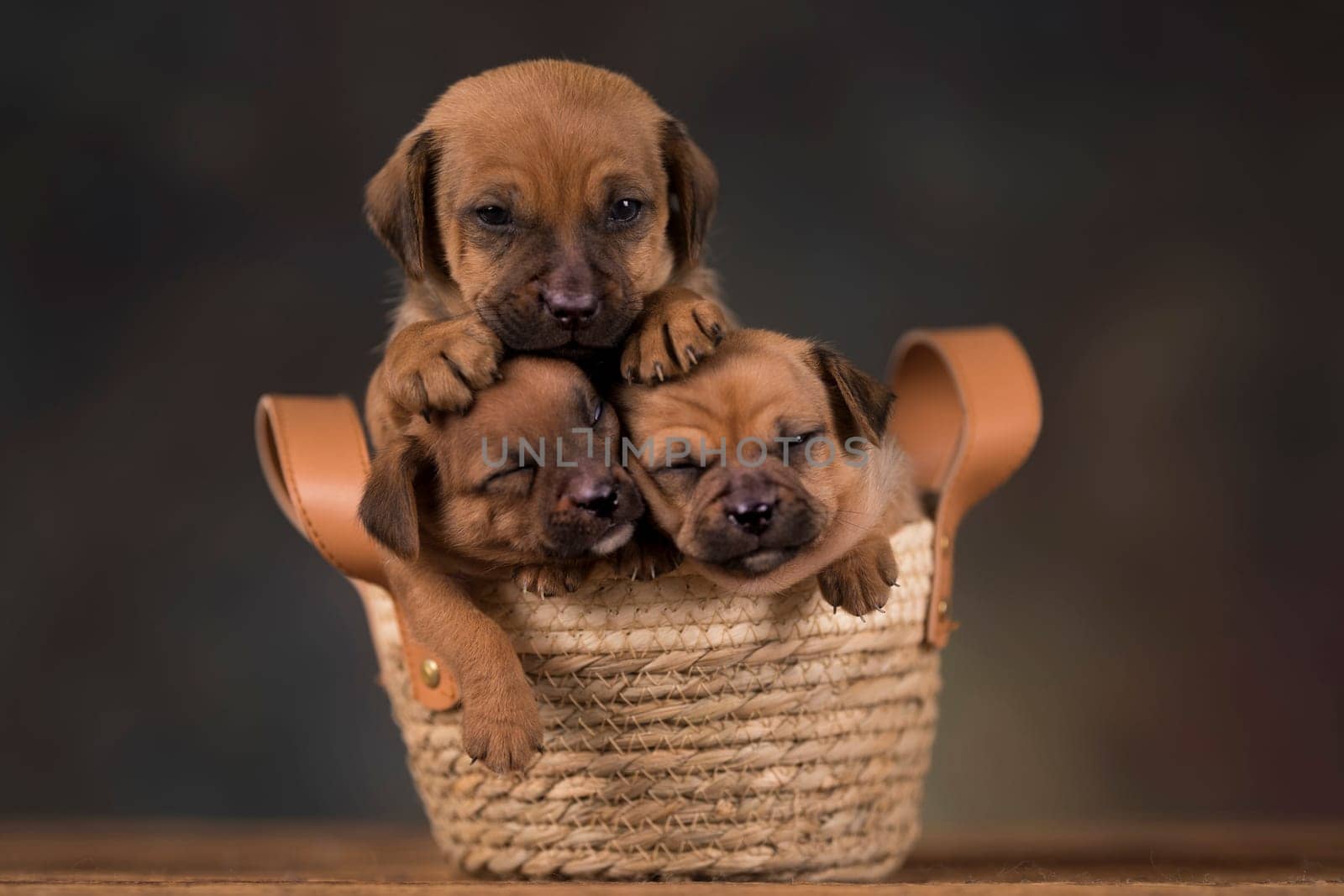Dogs in a wicker basket
