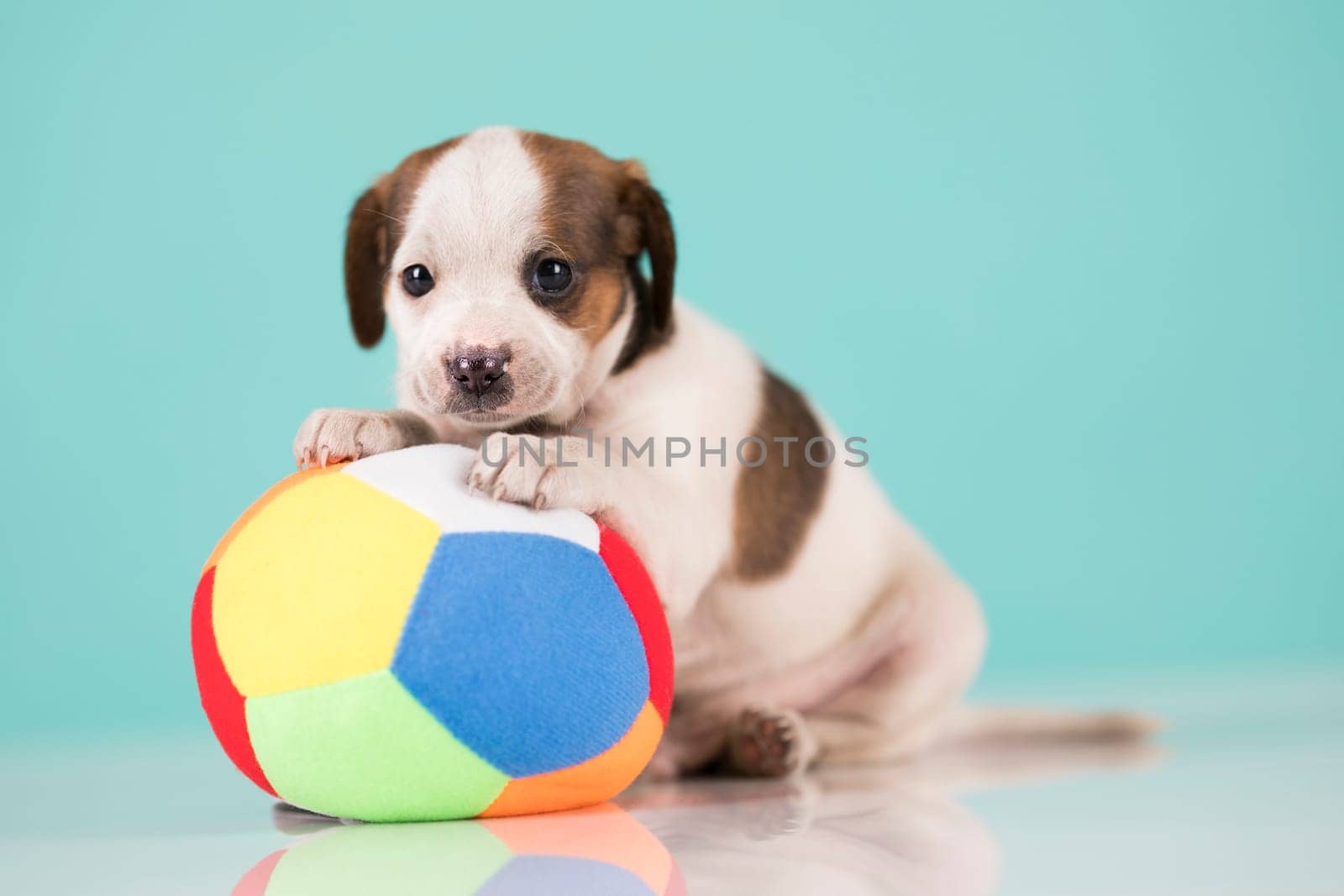 A happy puppy is playing with a ball