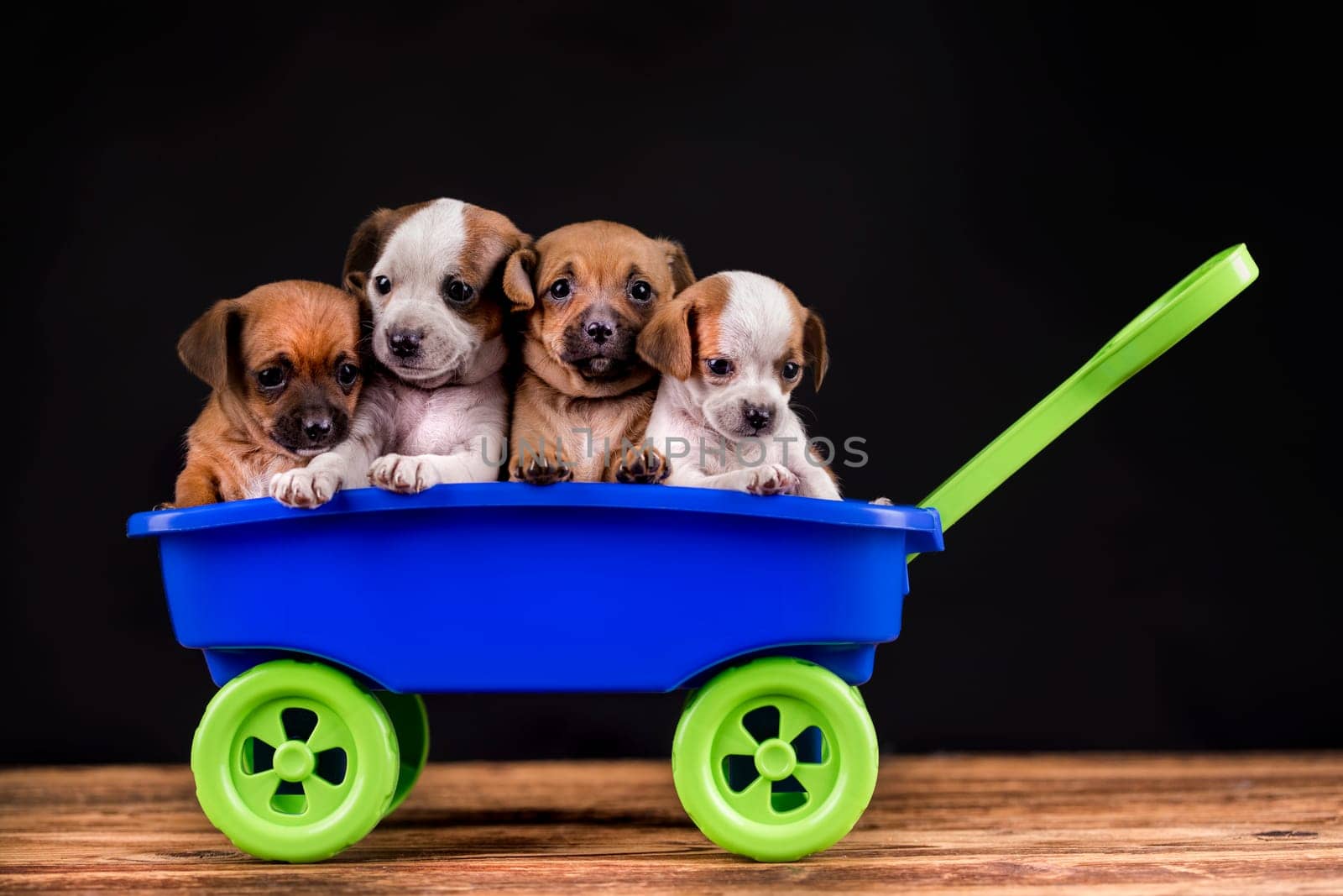 Beautiful little puppies in a toy wagon