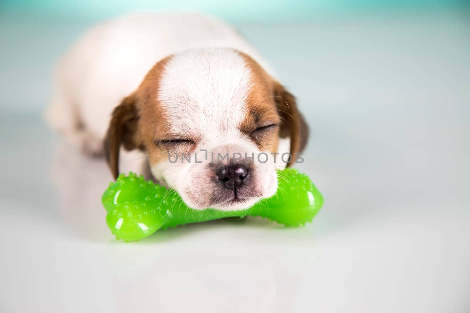 Dog sleeps with a rubber bone