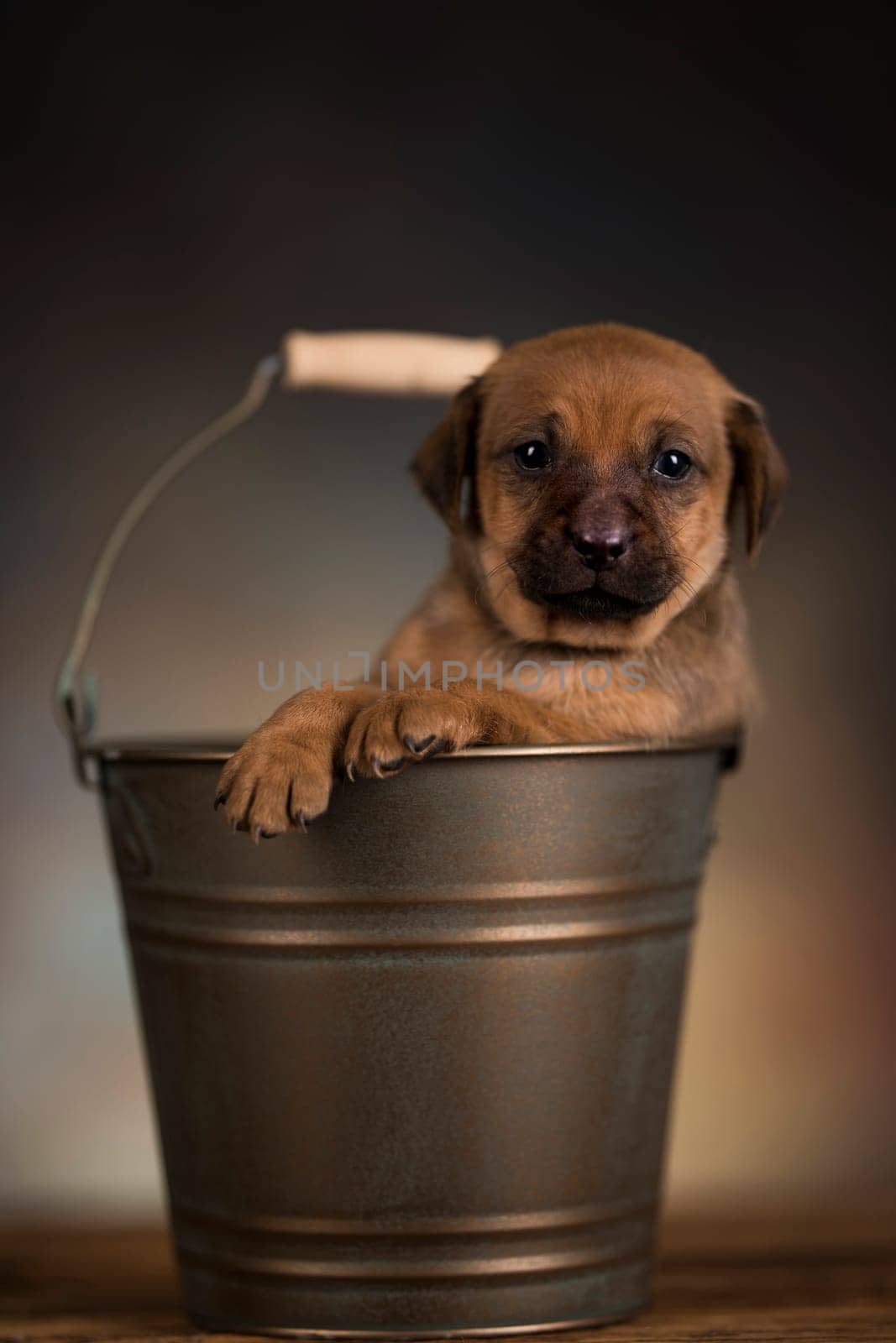 Dog in a metal bucket