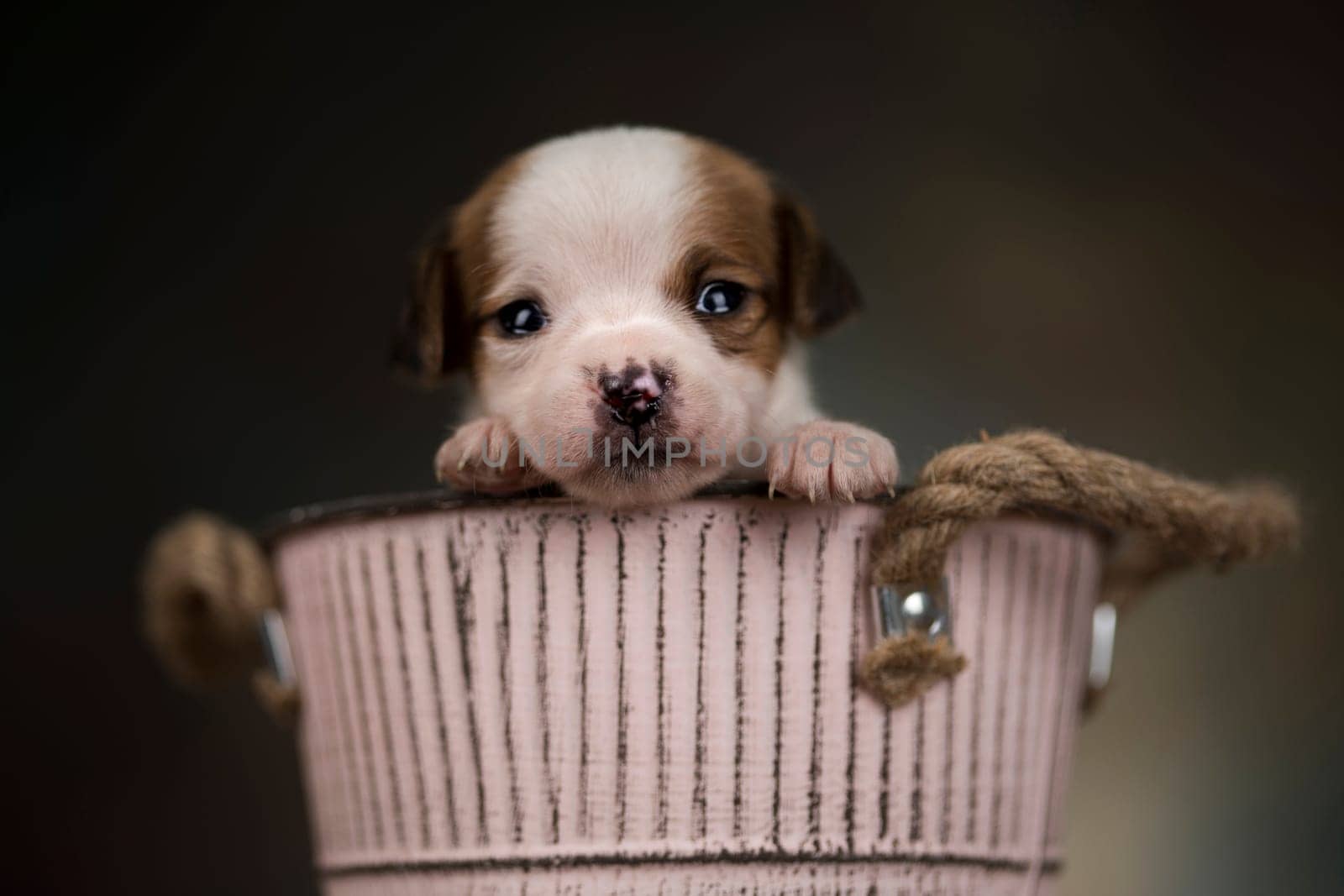 Dog in a metal bucket