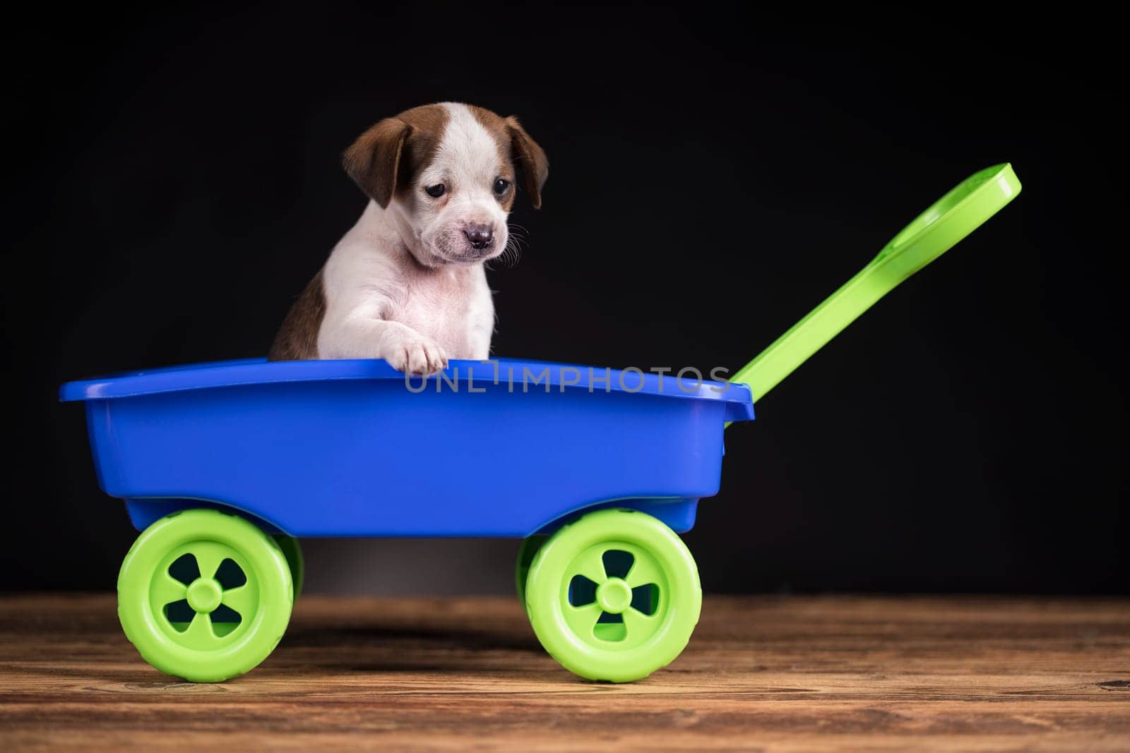 Beautiful little puppies in a toy wagon