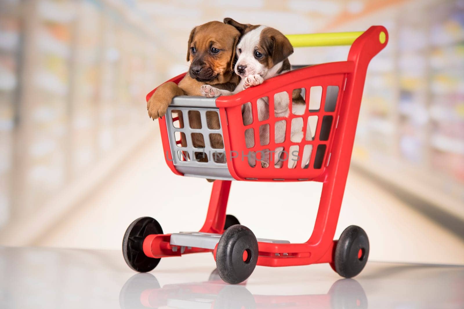 Little doggies in a shopping cart
