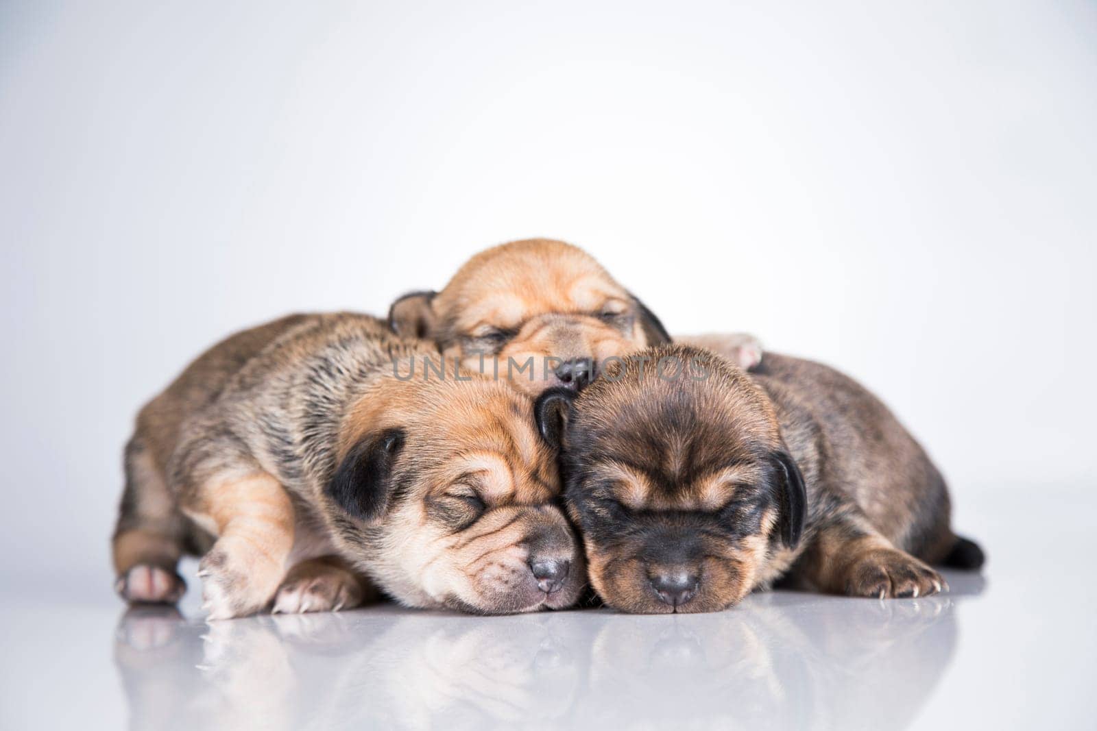 A small dogs, sleep on a white background