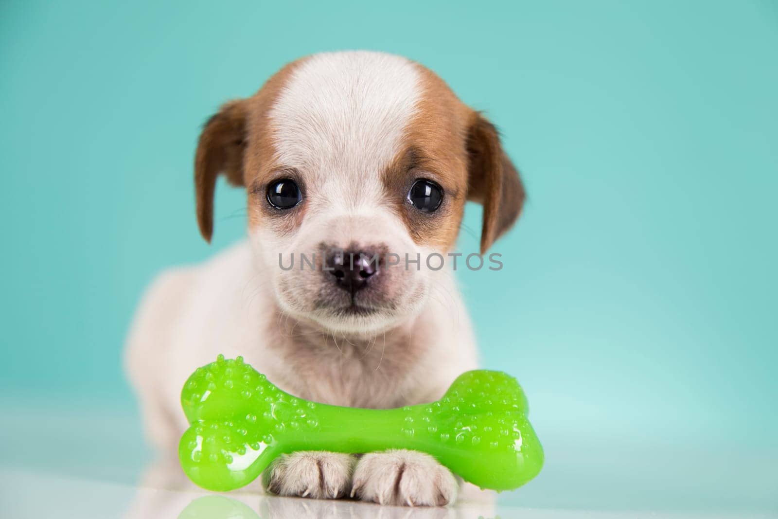 Dog sleeps with a rubber bone