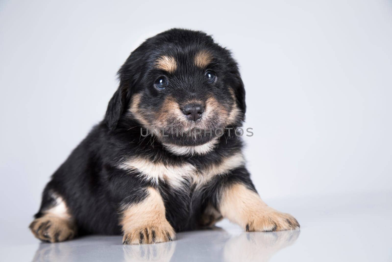 Pet, dog puppy animals concept